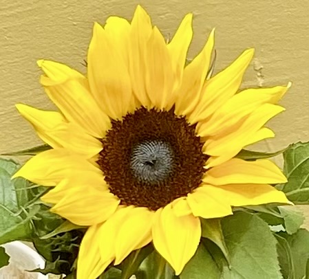 Χωρίς παρωπίδες