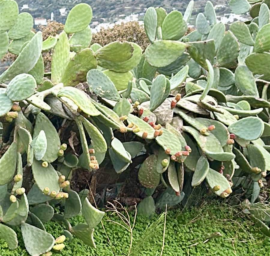 Φραγκόσυκα