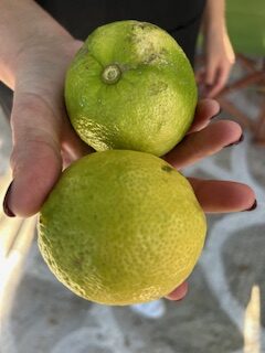 Το φως της γεύσης