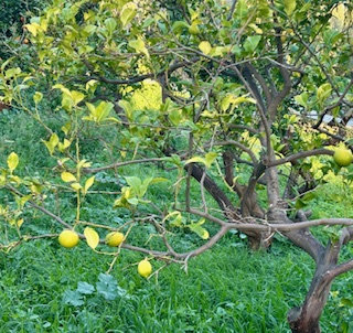Το δένδρο, το δάσος και τα ζιζάνια