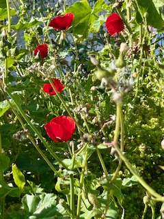 Πρωτομαγιά με λουλούδια και αγκάθια