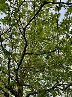 Τα αποσυνάγωγα αυτονόητα, ο εξοστρακισμός της κοινής λογικής και η σιωπηλή διάβρωση